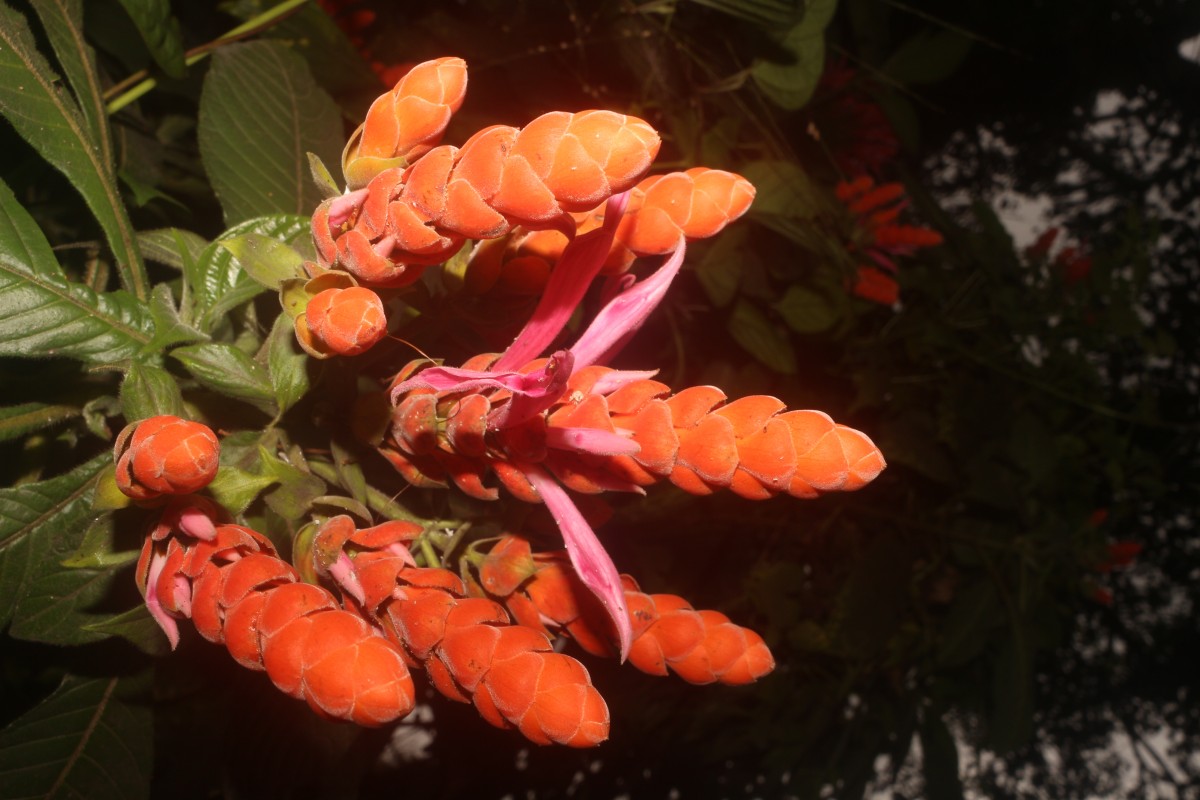 Aphelandra sinclairiana Nees